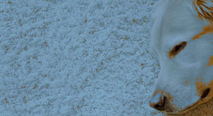 The Best Carpet Cleaning Solutions for Pet Owners