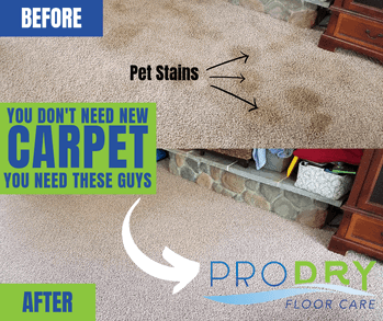 How To Get Rid of Pet Odor and Stains in Carpet